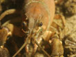 poisson_lac_leman 1