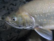 poisson_lac_leman 2