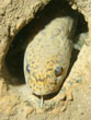 poisson_lac_leman 3