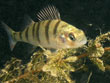 poisson_lac_leman 4
